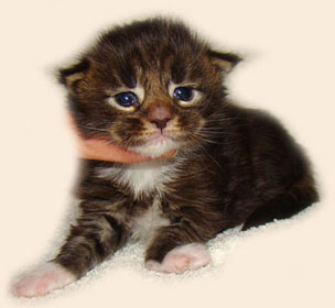      Catsvill County